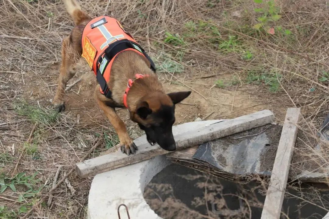 搜救犬的新座驾——搜救犬运输车+方舱(图2)